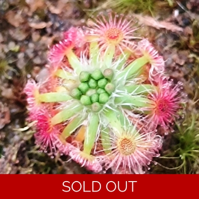 Drosera callistos x lasiantha Dork's Pink, 10+ gemmae